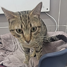STING, Katze, Europäisch Kurzhaar in Spanien - Bild 10