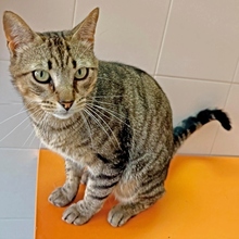 STING, Katze, Europäisch Kurzhaar in Spanien - Bild 11