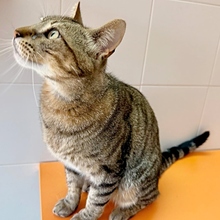 STING, Katze, Europäisch Kurzhaar in Spanien - Bild 12