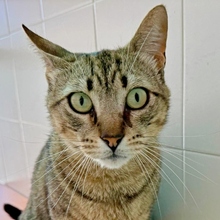 STING, Katze, Europäisch Kurzhaar in Spanien - Bild 13