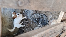 PRACLI, Hund, Welsh Corgi Pembroke-Mix in Ungarn - Bild 7
