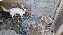 PRACLI, Hund, Welsh Corgi Pembroke-Mix in Ungarn - Bild 8