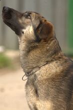CASSIDY, Hund, Mischlingshund in Slowakische Republik - Bild 11