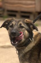 CASSIDY, Hund, Mischlingshund in Slowakische Republik - Bild 12