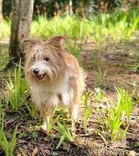OLGA, Hund, Mischlingshund in Eschborn - Bild 1
