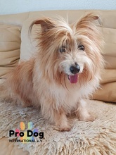 OLGA, Hund, Mischlingshund in Eschborn - Bild 2