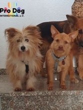 OLGA, Hund, Mischlingshund in Eschborn - Bild 4