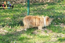OLGA, Hund, Mischlingshund in Eschborn - Bild 5