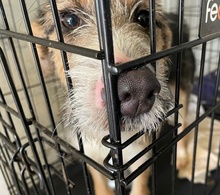 INA, Hund, Mischlingshund in Ungarn - Bild 5