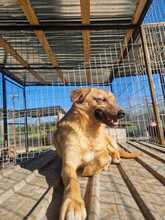ANGIE, Hund, Mischlingshund in Rumänien - Bild 10