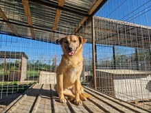 ANGIE, Hund, Mischlingshund in Rumänien - Bild 11