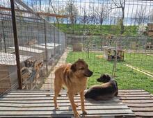 ANGIE, Hund, Mischlingshund in Rumänien - Bild 12