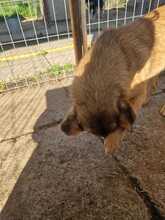 ANGIE, Hund, Mischlingshund in Rumänien - Bild 13