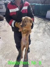 ANGIE, Hund, Mischlingshund in Rumänien - Bild 14