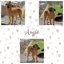 ANGIE, Hund, Mischlingshund in Rumänien - Bild 15