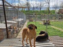 ANGIE, Hund, Mischlingshund in Rumänien - Bild 16
