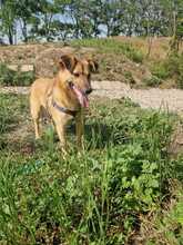 ANGIE, Hund, Mischlingshund in Rumänien - Bild 17
