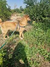ANGIE, Hund, Mischlingshund in Rumänien - Bild 18