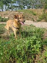 ANGIE, Hund, Mischlingshund in Rumänien - Bild 19