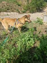 ANGIE, Hund, Mischlingshund in Rumänien - Bild 20