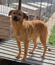 ANGIE, Hund, Mischlingshund in Rumänien - Bild 21
