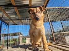 ANGIE, Hund, Mischlingshund in Rumänien - Bild 6