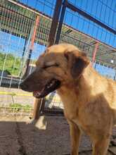 ANGIE, Hund, Mischlingshund in Rumänien - Bild 7