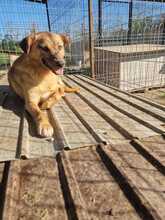 ANGIE, Hund, Mischlingshund in Rumänien - Bild 8