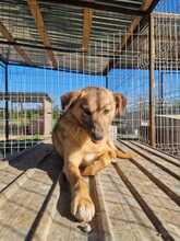 ANGIE, Hund, Mischlingshund in Rumänien - Bild 9