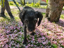 SHEEP, Hund, Mischlingshund in Freiburg - Bild 1