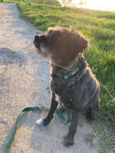 SHEEP, Hund, Mischlingshund in Freiburg - Bild 4