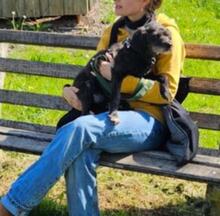 SHEEP, Hund, Mischlingshund in Freiburg - Bild 5