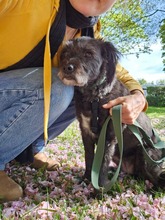 SHEEP, Hund, Mischlingshund in Freiburg - Bild 7