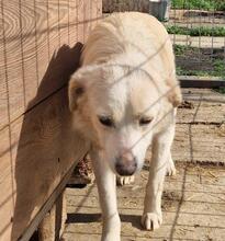 NEVIS, Hund, Mischlingshund in Geilenkirchen