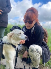 NEVIS, Hund, Mischlingshund in Geilenkirchen - Bild 10