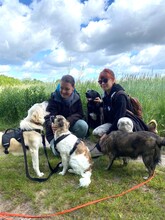 NEVIS, Hund, Mischlingshund in Geilenkirchen - Bild 11