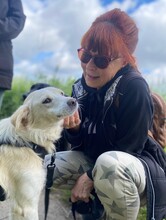 NEVIS, Hund, Mischlingshund in Geilenkirchen - Bild 12