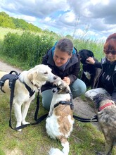 NEVIS, Hund, Mischlingshund in Geilenkirchen - Bild 13