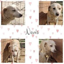 NEVIS, Hund, Mischlingshund in Geilenkirchen - Bild 14