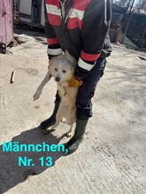 NEVIS, Hund, Mischlingshund in Geilenkirchen - Bild 15