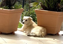 NEVIS, Hund, Mischlingshund in Geilenkirchen - Bild 3