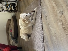 NEVIS, Hund, Mischlingshund in Geilenkirchen - Bild 4