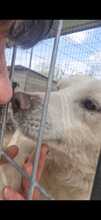 NEVIS, Hund, Mischlingshund in Geilenkirchen - Bild 6