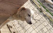 NEVIS, Hund, Mischlingshund in Geilenkirchen - Bild 7