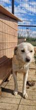 NEVIS, Hund, Mischlingshund in Geilenkirchen - Bild 8