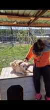 NEVIS, Hund, Mischlingshund in Geilenkirchen - Bild 9