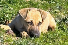 ALF, Hund, Mischlingshund in Italien - Bild 8