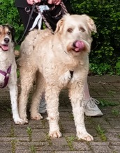 MONA, Hund, Mischlingshund in Grefrath - Bild 1
