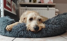 MONA, Hund, Mischlingshund in Grefrath - Bild 2