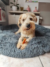 MONA, Hund, Mischlingshund in Grefrath - Bild 3